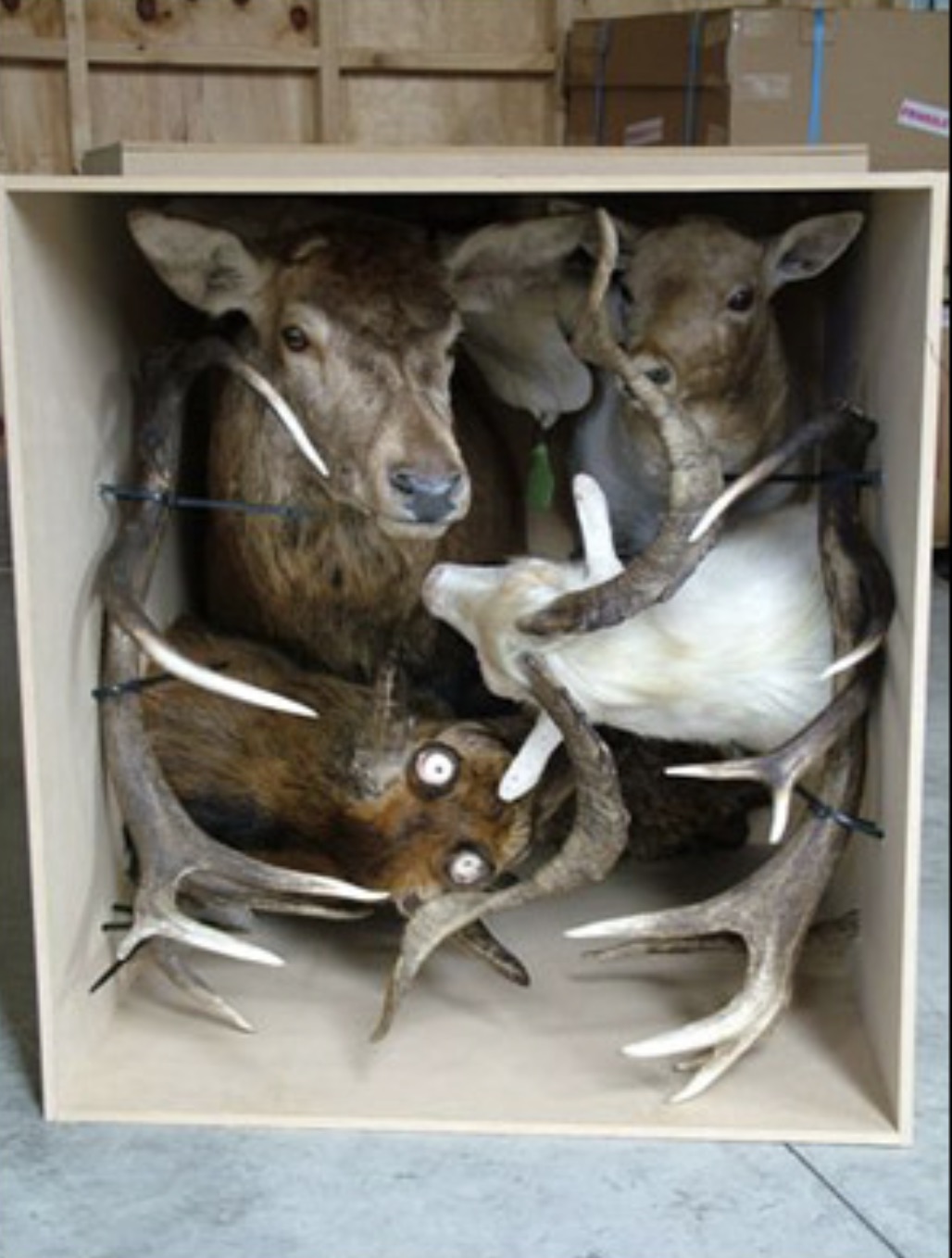 Taxidermy 